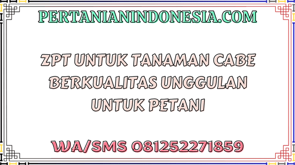 ZPT Untuk Tanaman Cabe Berkualitas Unggulan Untuk Petani